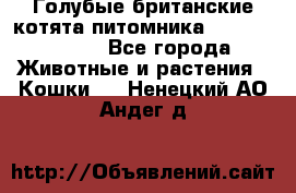 Голубые британские котята питомника Silvery Snow. - Все города Животные и растения » Кошки   . Ненецкий АО,Андег д.